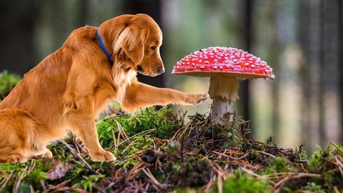 mushrooms for dogs